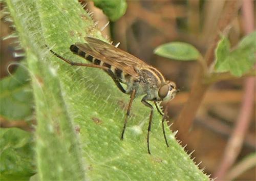 Thereva sp.